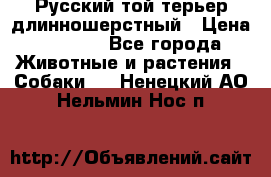 Русский той-терьер длинношерстный › Цена ­ 7 000 - Все города Животные и растения » Собаки   . Ненецкий АО,Нельмин Нос п.